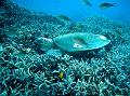 SIMILAN nov  2008 .PHOTO PHILIPPE (46)